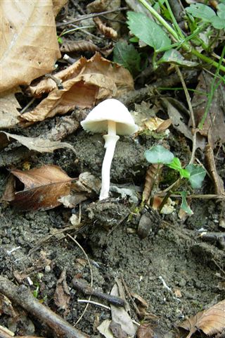 Piccole Lepiota